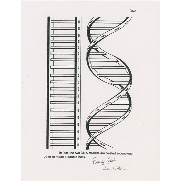 DNA-Watson and Crick