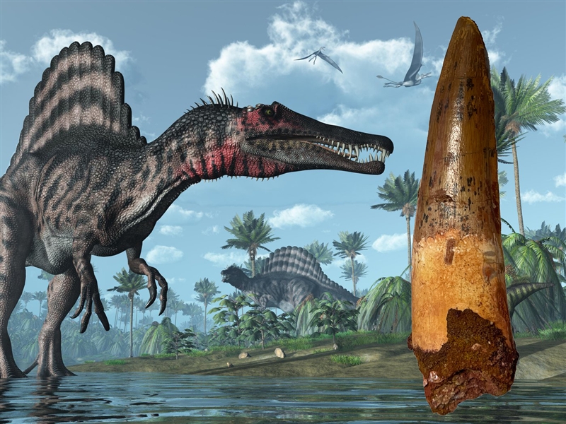Spinosaurus Dinosaur Tooth