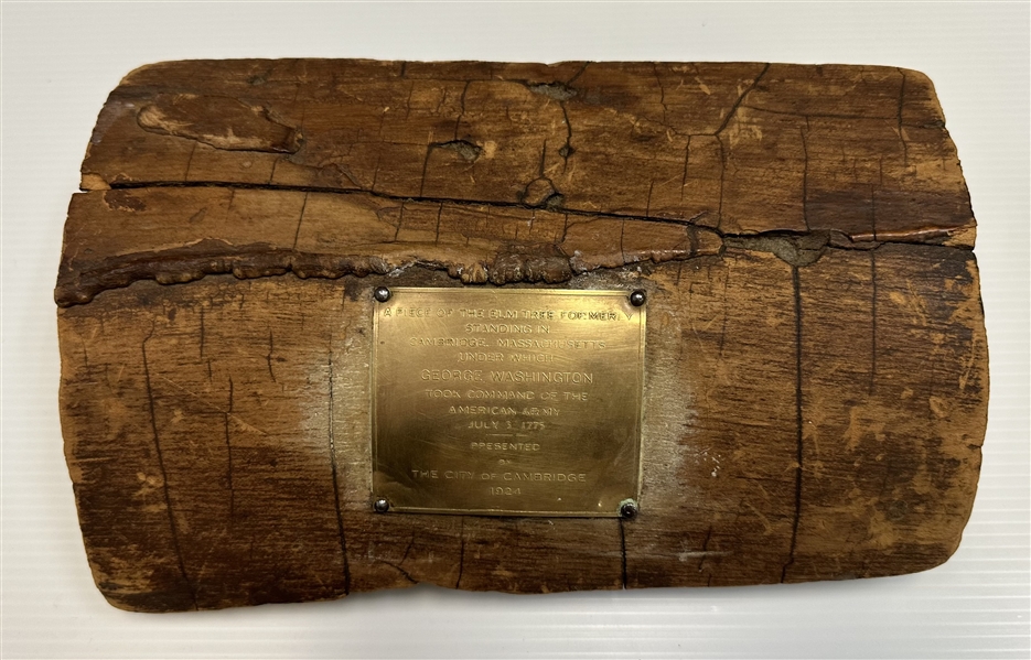Washington Elm Presentation Piece of Original Cambridge, MA Tree