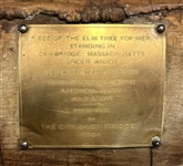 Washington Elm Presentation Piece of Original Cambridge, MA Tree
